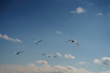 Fototapeta premium birds on river