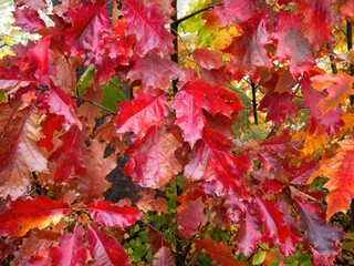 leaves of a deciduous tree in the autumn sun