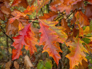 Naklejka na ściany i meble leaves of a deciduous tree in the autumn sun