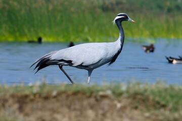Demoiselle crane bird at river. Crane bird. Grus virgo.