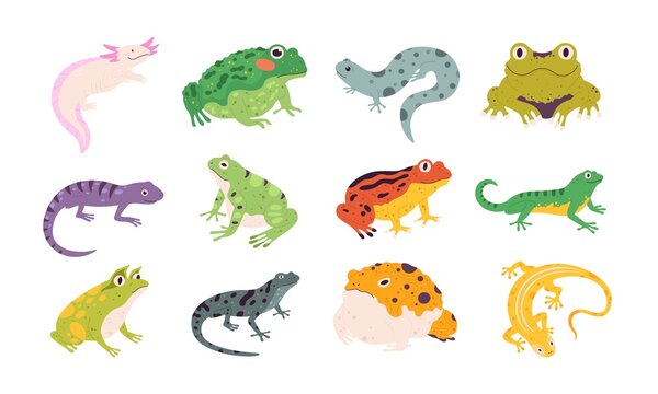 Tropical colorful decorative amphibian frogs, lizards and toads. Terrarium reptile animals, salamander, axolotl and newt. Frog vector set