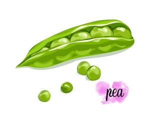 Isolated Green Pea. A whole green pea open a bit can see pea raw inside with some pea seed drops . Food ingredients vector drawing. Vegetables, vegetarian food, food full of protein, natural estrogen.