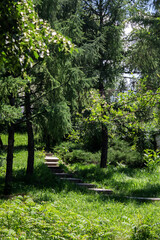 summer landscape, lots of greenery