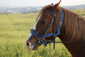 brown horse head close-up. harnessed powerful horse at the racetrack, ready for the race. red...