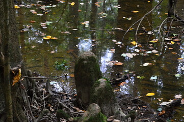 Sumpf Landschaft im Congaree National Park, South Carolina