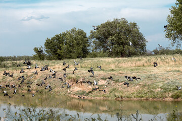Fototapeta premium summer landscape, birds take off from the water