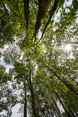 Fototapeta premium Beautiful spring forest mountain top