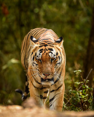 wild royal bengal huge male tiger head on portrait eye contact in natural green background outdoor wildlife safari at kanha national park forest reserve madhya pradesh india - panthera tigris tigris