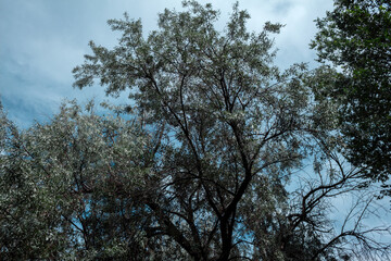 autumn landscape, lots of greenery