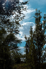 autumn landscape, lots of greenery