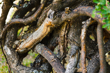 tree roots intertwined