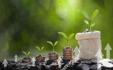 Seedling are growing on coins are stacked and the seedlings in Concept of finance And Investment of...