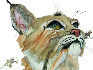 lynx portrait watercolor illustration