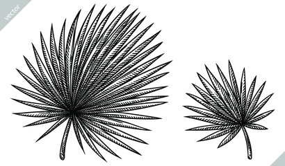black and white engrave isolated palm leaf illustration