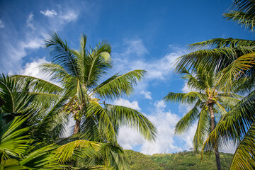 coconut trees