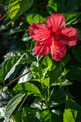 red hibiscus flower