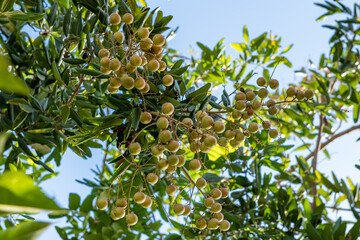 green tree Dimocarpus longan