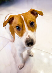 jack russell terrier puppy