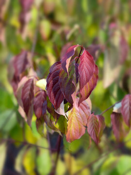 Closeup of leaves of Cornus amomum 'Blue Cloud' in autumn in a garden