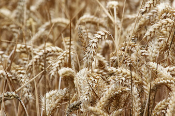 Fototapeta premium field of wheat