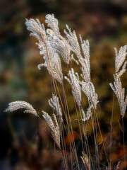 Closeup of seed heads of Japanese silver grass Miscanthus sinensis 'Ferner Osten' in autumn against a dark background