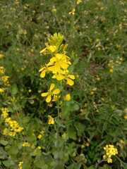 yellow flowers in the garden