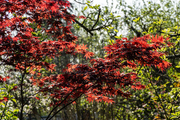 Japanese maple Acer palmatum Atropurpureum on bank of beautiful garden pond. Young red leaves on blurred background of leaves of swamp iris. Spring landscaped garden. Nature concept for design.