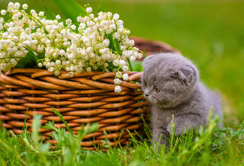Small  fluffy kitten sitting on green grass and sniffing a lily of the valley flower on the...