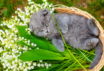 Naklejka na ściany i meble Little fluffy kitten lying in a wicker basket in a bouquet of lilies of the valley in the spring on the grass in the garden