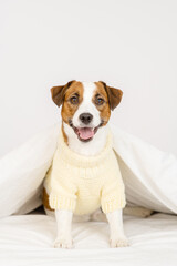 Cute dog jack russell breed lying at home under the covers on the bed in a knitted sweater