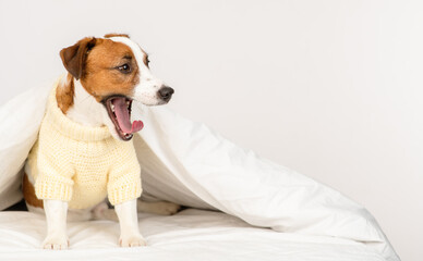 The puppy lies under the covers at home on the bed. Stretched horizontal panoramic image for banner