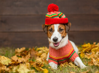 Portrait of a young dog of breed Jack Russell with a sweater and a knitted hat on a background of yellow grass covered with autumn leaves and a wooden fence. Cozy autumn concept. Place for text