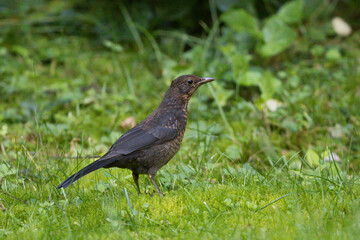 Common Blackbird (Turdus merula), juvenile, Brandenburg, Germany