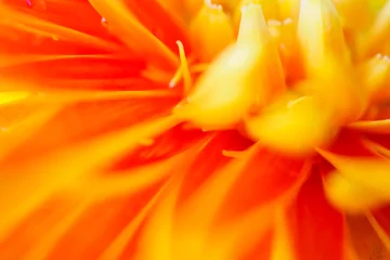 Gordijnen Orange gerbera flowers close up abstract background © Piman Khrutmuang