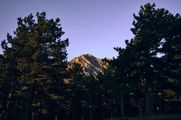 In the forest, the peak of the mountain can be seen between two big trees. At sunrise