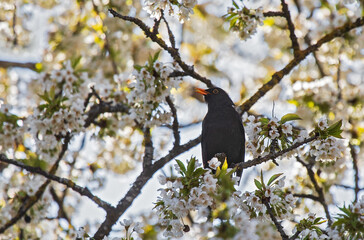 Common Blackbird (Turdus merula), male in blooming cherry tree, Brandenburg, Germany