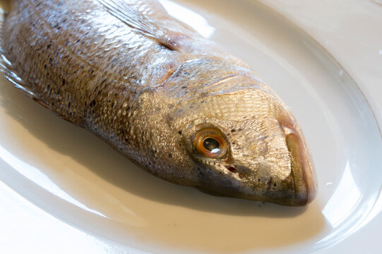 Raw saltwater fish Dentex Dentex, common dentex on a white plate, raw seafood from Adriatic sea, Dalmatian cuisine