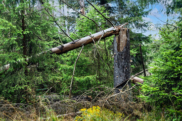 Abgeknickte Fichte im Torfhausmoor im Harz