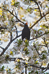 Common Blackbird (Turdus merula), male in blooming cherry tree, Brandenburg, Germany