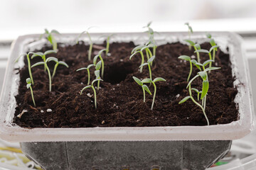 Garden and vegetable garden. Spring seedlings. Vegetable seedlings on the windowsill. Low sprouts of peppers grown at home in boxes. Indoor gardening concept. Home organic farming. Cottagecore.