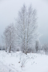 Fototapeta na wymiar Russian snow-covered birches against a cloudy sky.