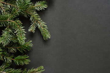 pine fir branches on black background