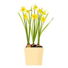 Daffodils on a white background. Vector illustration.