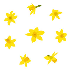 Daffodils on a white background. Vector illustration.