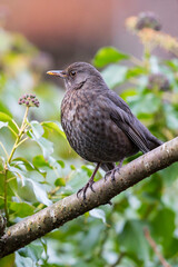 Common Blackbird (Turdus merula), adult, Bavaria, Germany