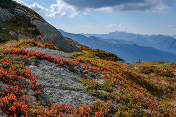 Herbstfarben Alpen Flora (Vaccinium myrtillus)