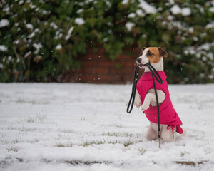 Jack Russell Terrier keeps a leash outdoors in winter. Dog in pink pet clothes.