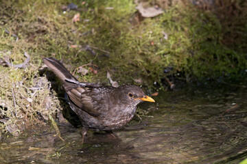 Common Blackbird (Turdus merula), female drinking at waterhole, Brandenburg, Germany