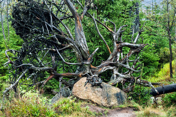 Wurzelstock eines Baumes im Torfhausmoor im Harz