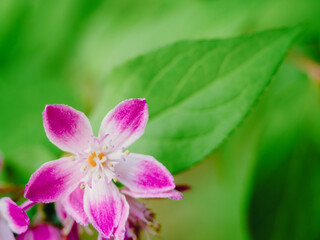 small tiny pink flower on a green leaf background